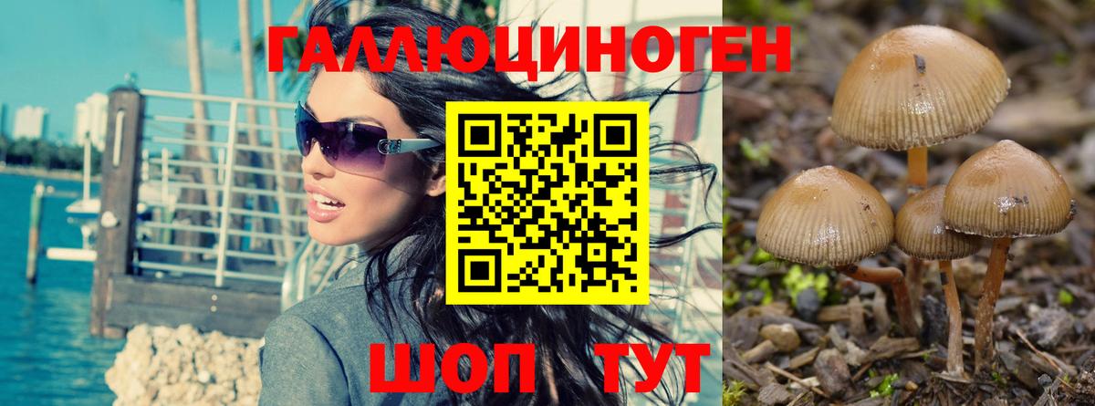 Кудымкар  Галлюциногенные грибы Psilocybe  Вход с VPN 